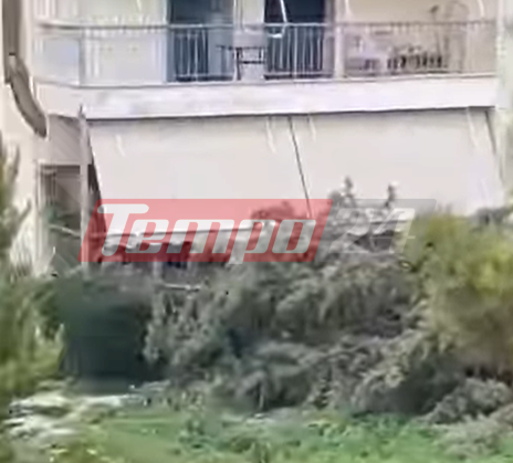 Πάτρα: Συνεχείς πτώσεις δέντρων – Έπεσε κι άλλο στις εργατικές κατοικίες στην Παραλία (ΒΙΝΤΕΟ)