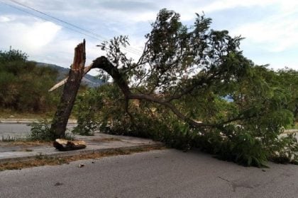 Πάτρα: Κι άλλη πτώση δένδρου - Ο άνεμος δεν αφήνει τίποτα ...όρθιο!