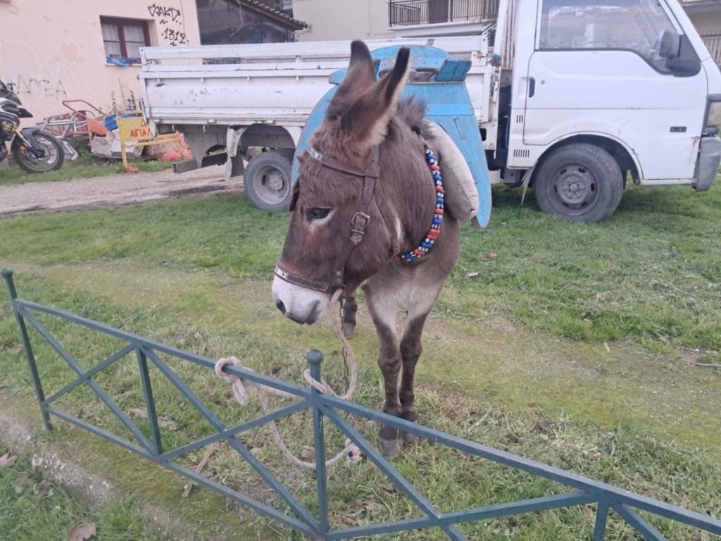 Με ιδιαίτερη επιτυχία ο γαϊδουρογάμος στον Ελαιώνα Αιγιάλειας - ΦΩΤΟ