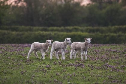 Αχαΐα: Σύλληψη κτηνοτρόφου για παραβίαση των μέτρων κατά της ευλογιάς