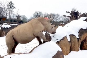 Λευκοί ρινόκεροι βγήκαν για μια βόλτα στο χιονισμένο ζωολογικό πάρκο του Νόξβιλ