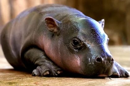 ΗΠΑ: Ένας μικρός πυγμαίος ιπποπόταμος έφτασε στον ζωολογικό κήπο της Αριζόνα - Δείτε βίντεο