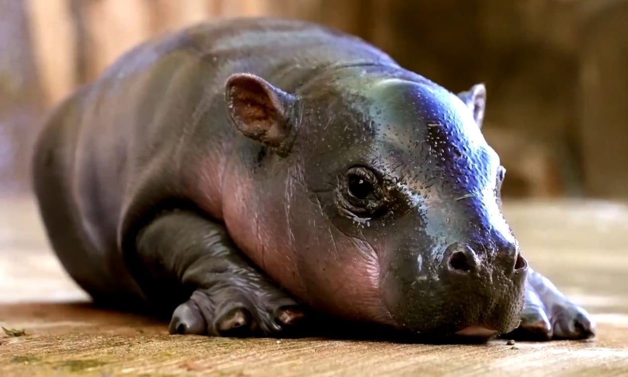 ΗΠΑ: Ένας μικρός πυγμαίος ιπποπόταμος έφτασε στον ζωολογικό κήπο της Αριζόνα - Δείτε βίντεο