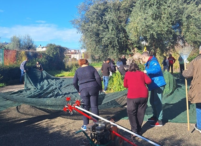 Τα παιδιά των ΚΔΑΠΑμεΑ «ΑΜΠΕΤ ΧΑΣΜΑΝ» και «ΚΟΜΑΙΘΩ» μάζεψαν τις ελιές τους