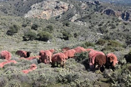 Γιατί βάφουν κόκκινα τα πρόβατα στο Αμάρι;