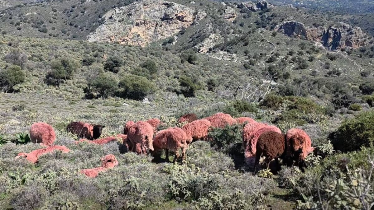 Γιατί βάφουν κόκκινα τα πρόβατα στο Αμάρι;