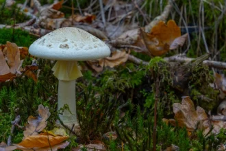 Τραγωδία στην Καλιφόρνια: Τέσσερις νεκροί από δηλητηριώδη μανιτάρια