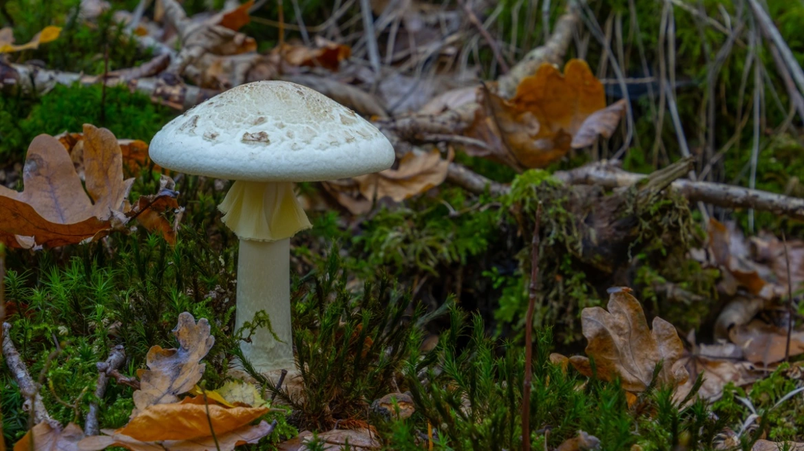 Τραγωδία στην Καλιφόρνια: Τέσσερις νεκροί από δηλητηριώδη μανιτάρια