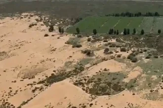 Στην Κίνα φύτευσαν εκατομμύρια δέντρα για να αναχαιτίσουν την έρημο Γκόμπι, αλλά αυτά... «ρούφηξαν» το διαθέσιμο νερό