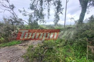 Πύργος: Σαρωτικό πέρασμα ανεμοστρόβιλου- Ολοκληρωτική καταστροφή ελαιόδεντρων στον Αμπελώνα-ΦΩΤΟ