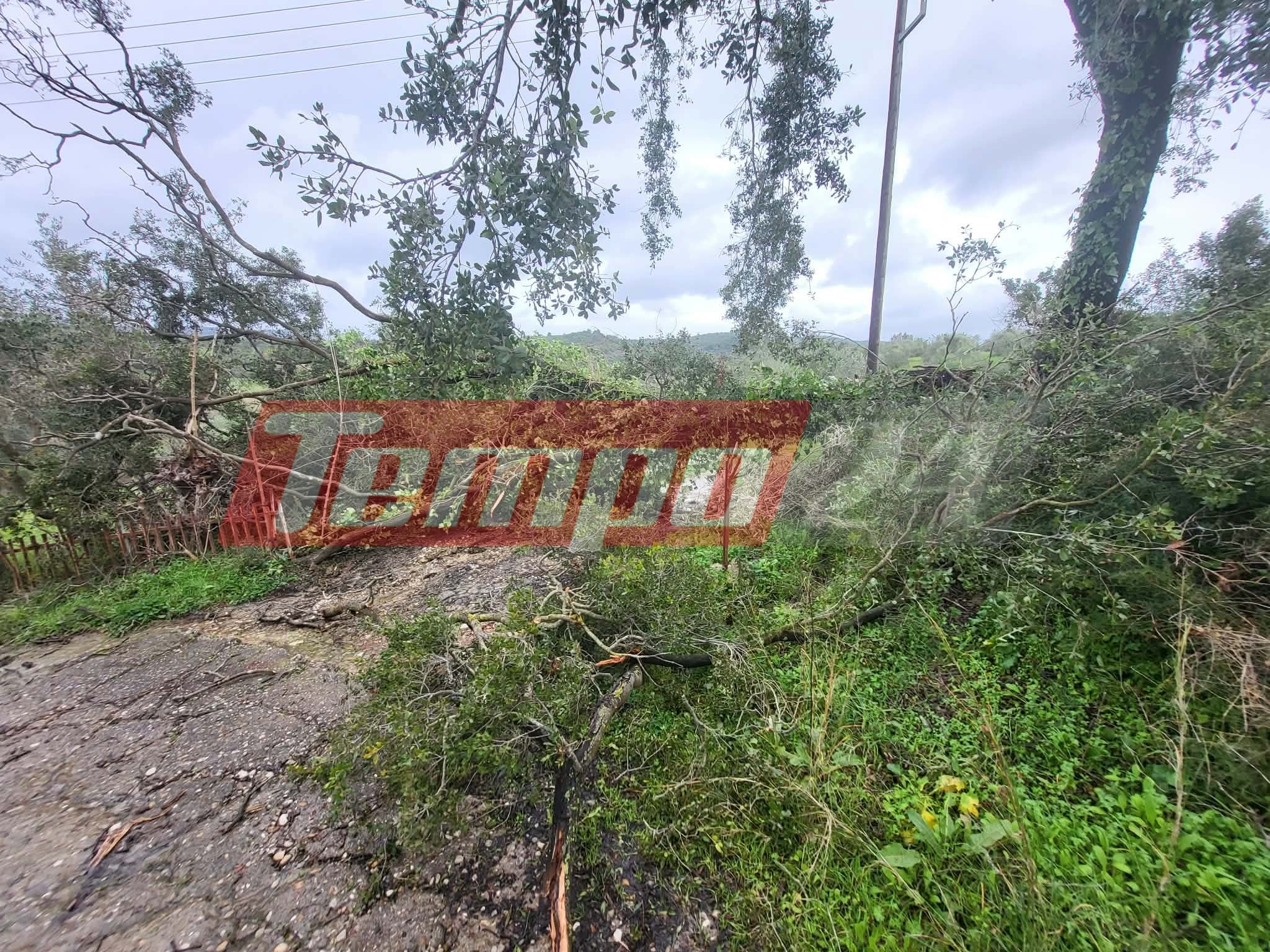 Πύργος: Σαρωτικό πέρασμα ανεμοστρόβιλου- Ολοκληρωτική καταστροφή ελαιόδεντρων στον Αμπελώνα-ΦΩΤΟ