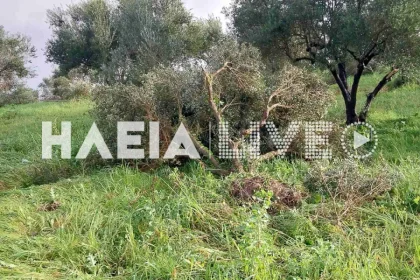 Πύργος: Σαρωτικό πέρασμα ανεμοστρόβιλου- Ολοκληρωτική καταστροφή ελαιόδεντρων στον Αμπελώνα