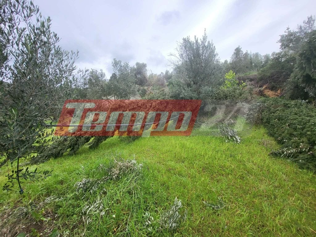 Πύργος: Σαρωτικό πέρασμα ανεμοστρόβιλου- Ολοκληρωτική καταστροφή ελαιόδεντρων στον Αμπελώνα-ΦΩΤΟ