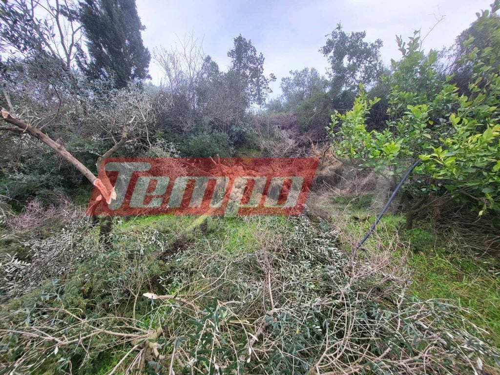 Πύργος: Σαρωτικό πέρασμα ανεμοστρόβιλου- Ολοκληρωτική καταστροφή ελαιόδεντρων στον Αμπελώνα-ΦΩΤΟ