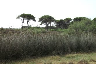 ΟΙΚΙΠΑ: Να χτυπήσουμε την λαθροϋλοτομία και την λαθροθηρία