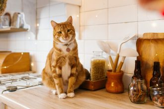 Τι δεν πρέπει ποτέ να φάει η γάτα σας – Τα επικίνδυνα φαγητά που πρέπει να κρύβετε