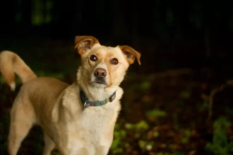 Αυτές είναι οι ερωτήσεις που συνήθως δεν κάνουμε στον κτηνίατρό μας