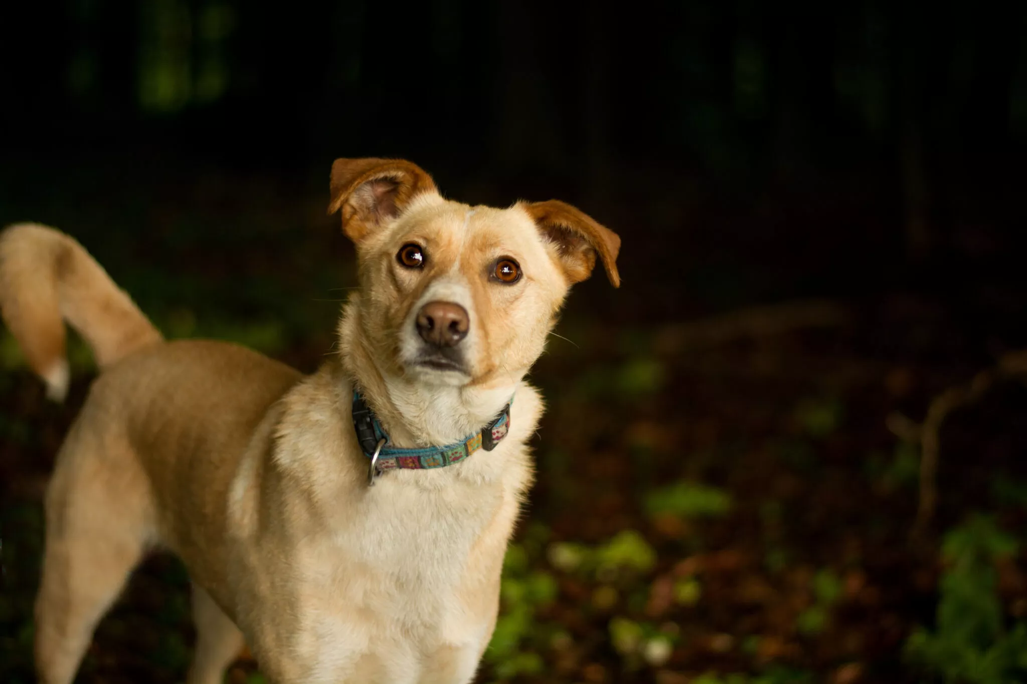 Γιατί γυαλίζουν τα μάτια των σκύλων στο σκοτάδι