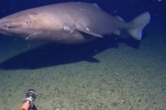 Καρχαρίας καταγράφηκε για πρώτη φορά στα παγωμένα νερά της Ανταρκτικής
