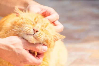 Έγινε ξαφνικά η γάτα σας πολύ τρυφερή; Τι μπορεί να συμβαίνει