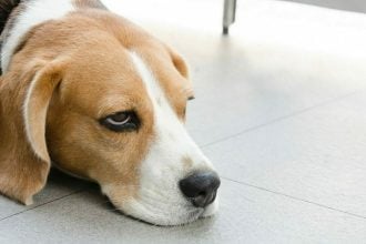 Οι 5 συμπεριφορές μας που εκνευρίζουν τον σκύλο μας