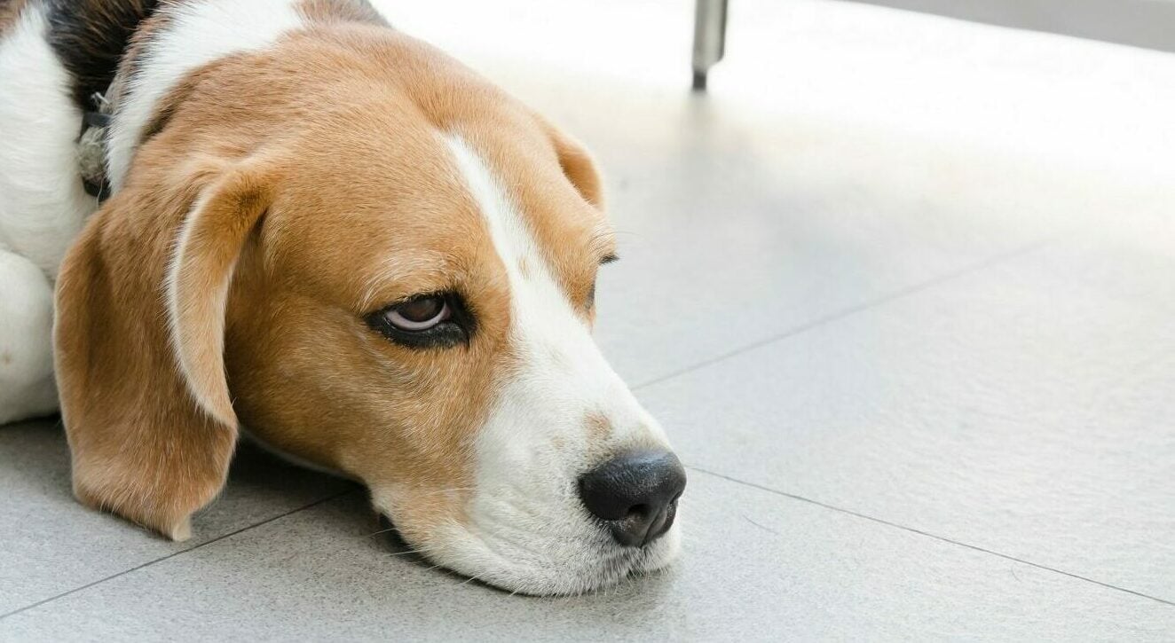 Οι 5 συμπεριφορές μας που εκνευρίζουν τον σκύλο μας