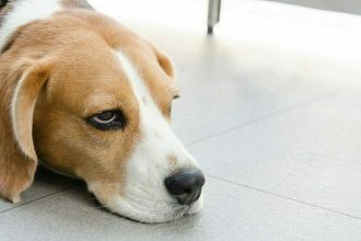 Οι 5 συμπεριφορές μας που εκνευρίζουν τον σκύλο μας