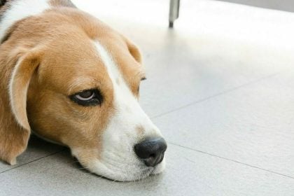 Οι 5 συμπεριφορές μας που εκνευρίζουν τον σκύλο μας