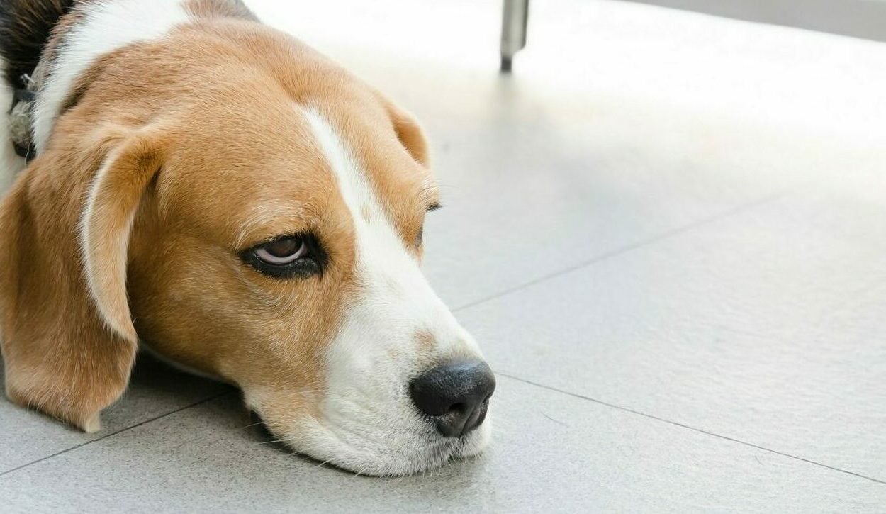 Οι 5 συμπεριφορές μας που εκνευρίζουν τον σκύλο μας