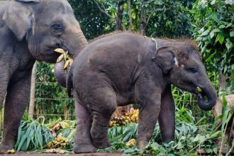 Ινδονησία: Η πρώτη ασιατική χώρα που απαγορεύει τις τουριστικές βόλτες με ελέφαντες