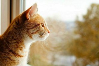 Τι νιώθει η γάτα μας τις ώρες που λείπουμε από το σπίτι