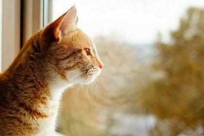 Τι νιώθει η γάτα μας τις ώρες που λείπουμε από το σπίτι
