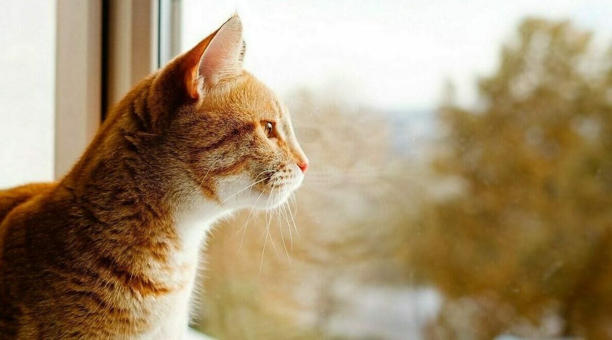 Τι νιώθει η γάτα μας τις ώρες που λείπουμε από το σπίτι