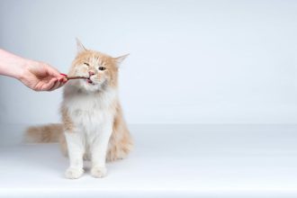 Ανθρώπινες τροφές που μπορεί να δηλητηριάσουν τη γάτα σας