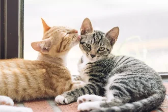 Γιατί οι γάτες γλείφουν η μία την άλλη;