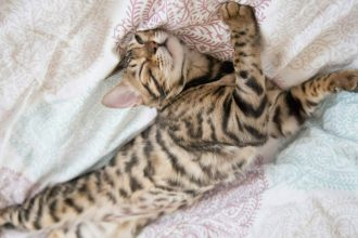 Παριστάνει η γάτα σας ότι κοιμάται για να σας ξεγελάσει; Μάθετε για το περίεργο αυτό είδος ύπνου