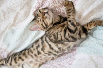 Παριστάνει η γάτα σας ότι κοιμάται για να σας ξεγελάσει; Μάθετε για το περίεργο αυτό είδος ύπνου