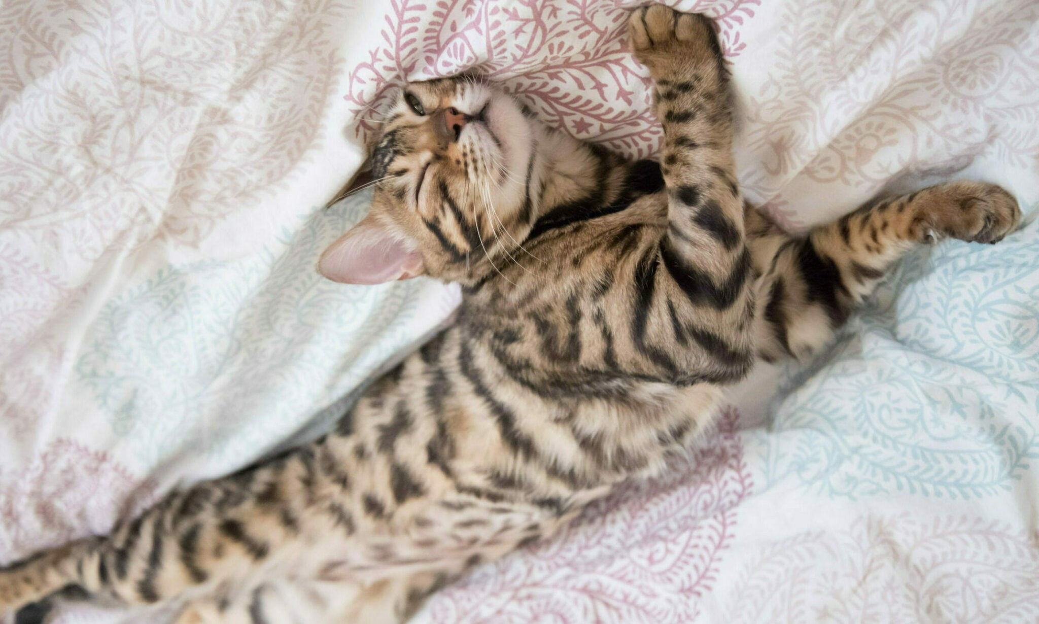 Παριστάνει η γάτα σας ότι κοιμάται για να σας ξεγελάσει; Μάθετε για το περίεργο αυτό είδος ύπνου