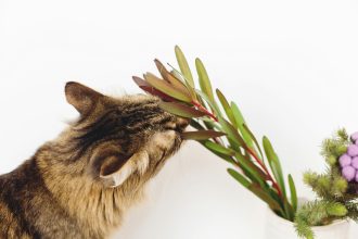 Οι πιο επικίνδυνες μυρωδιές για τις γάτες