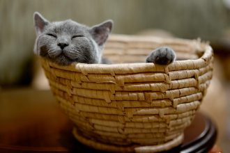 Το αναπάντεχο πράγμα που χρειάζεται μια γάτα για να είναι πραγματικά ευτυχισμένη