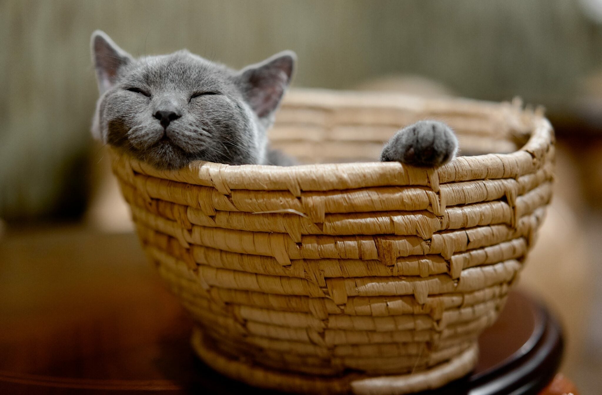 Το αναπάντεχο πράγμα που χρειάζεται μια γάτα για να είναι πραγματικά ευτυχισμένη