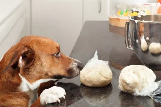 Το συστατικό στο ψωμί και στις ζύμες που μπορεί να απειλήσει τη ζωή του σκύλου μας