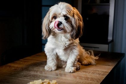 Μπορεί να φάει ο σκύλος τυρί; Τα είδη που απαγορεύονται