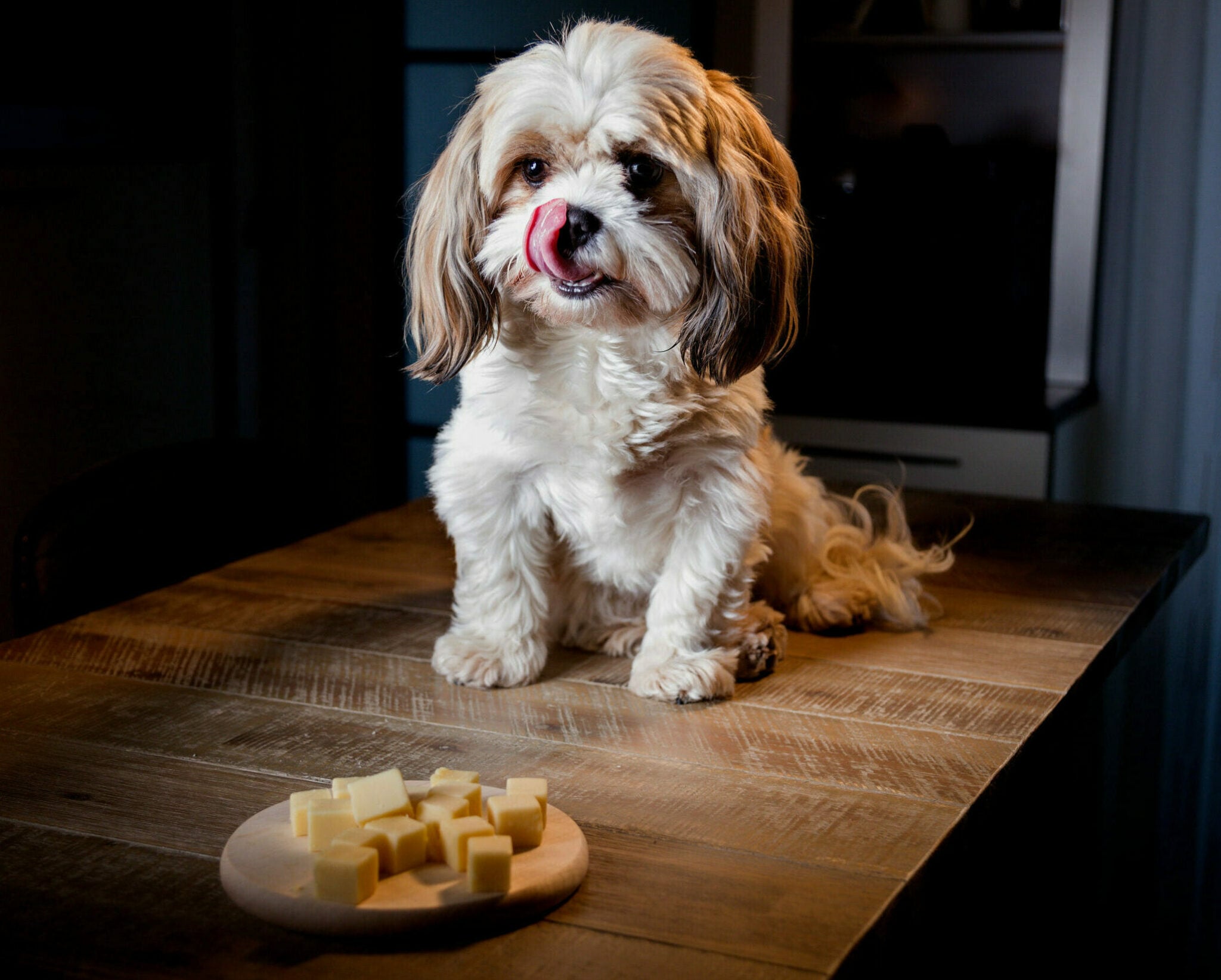 Μπορεί να φάει ο σκύλος τυρί; Τα είδη που απαγορεύονται