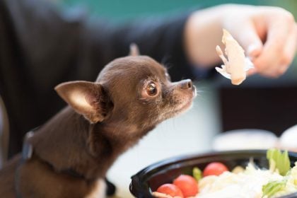Τα κρέατα που δεν πρέπει ποτέ να καταναλώσει ένας σκύλος – Είναι επικίνδυνα για την υγεία του