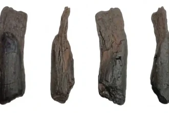 Σπουδαία ανακάλυψη στη Μεγαλόπολη: Βρέθηκαν τα αρχαιότερα ξύλινα εργαλεία του κόσμου