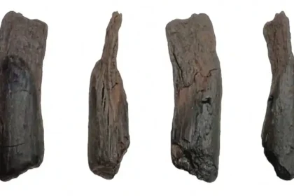 Σπουδαία ανακάλυψη στη Μεγαλόπολη: Βρέθηκαν τα αρχαιότερα ξύλινα εργαλεία του κόσμου