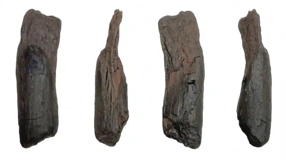 Σπουδαία ανακάλυψη στη Μεγαλόπολη: Βρέθηκαν τα αρχαιότερα ξύλινα εργαλεία του κόσμου