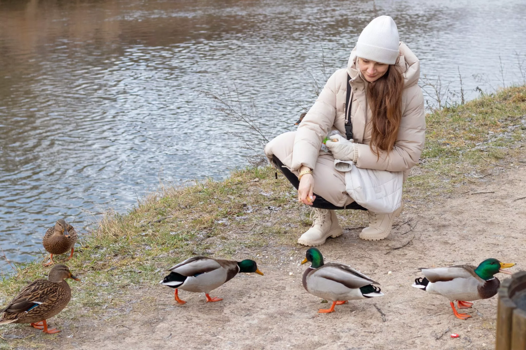 Γιατί δεν πρέπει να ταΐζουμε τις πάπιες που συναντάμε στις λίμνες