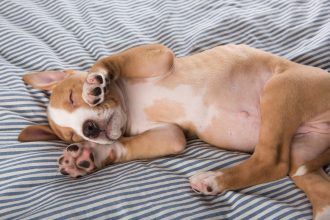 Ποια είναι η αστεία κίνηση που κάνει ο σκύλος στον ύπνο του – Τι σημαίνει